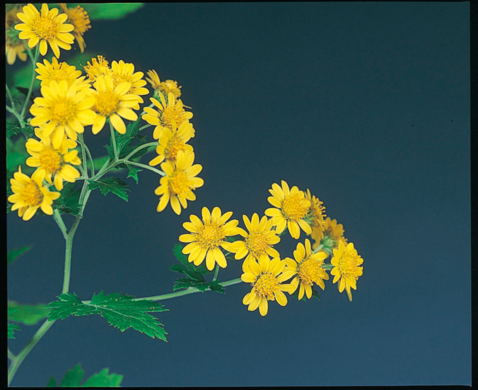 アワコガネギク