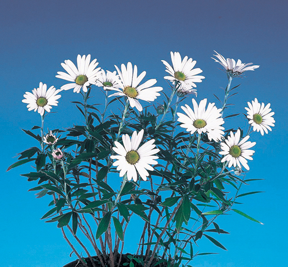 ナカガワノギク