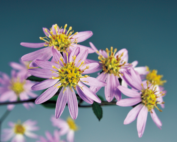 清澄シラヤマギク