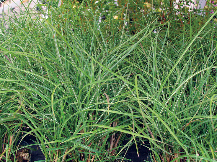 ヤクシマススキ矮性種