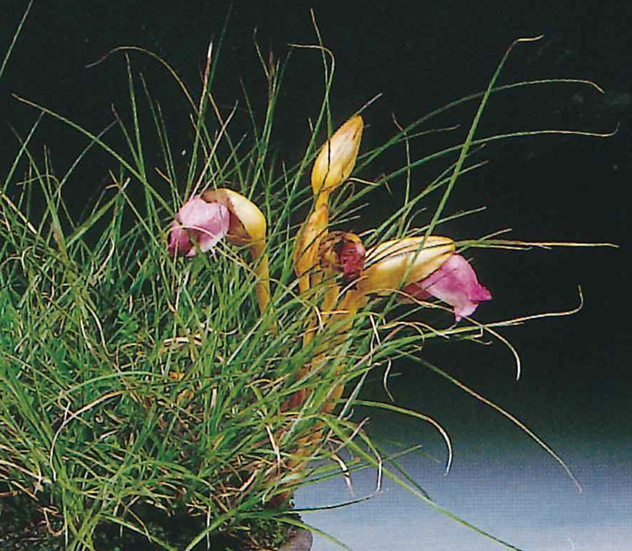 ヤクシマススキ・ナンバンギセル