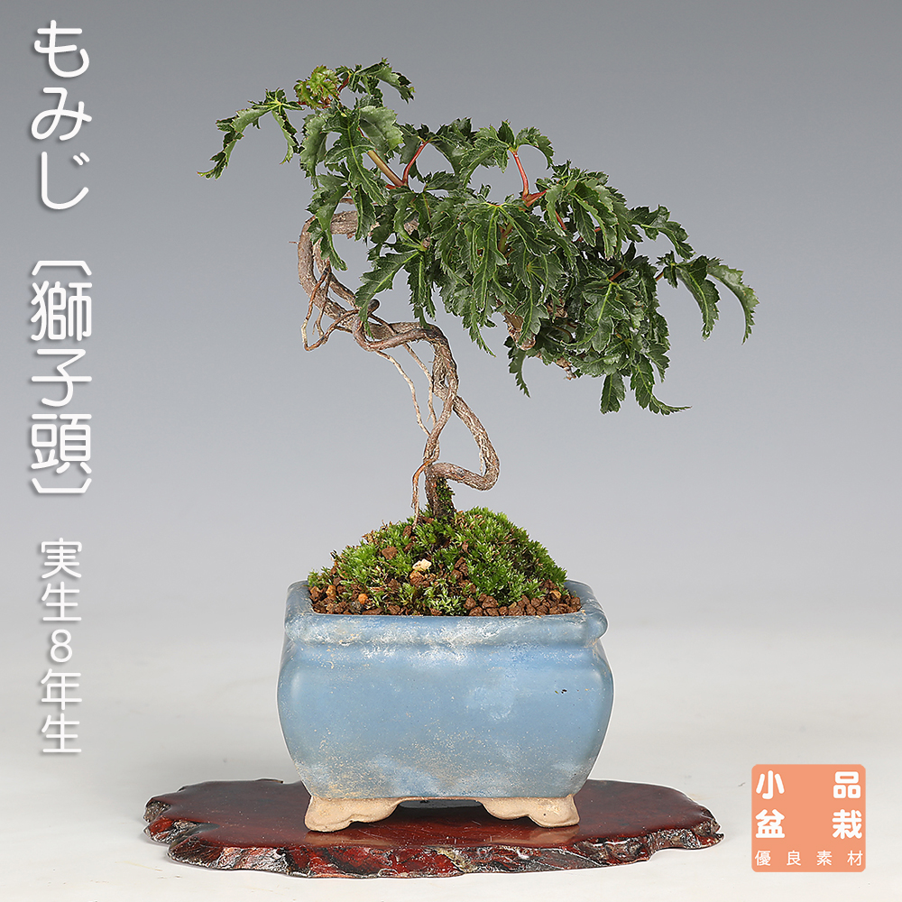 もみじ〔獅子頭〕Ａ