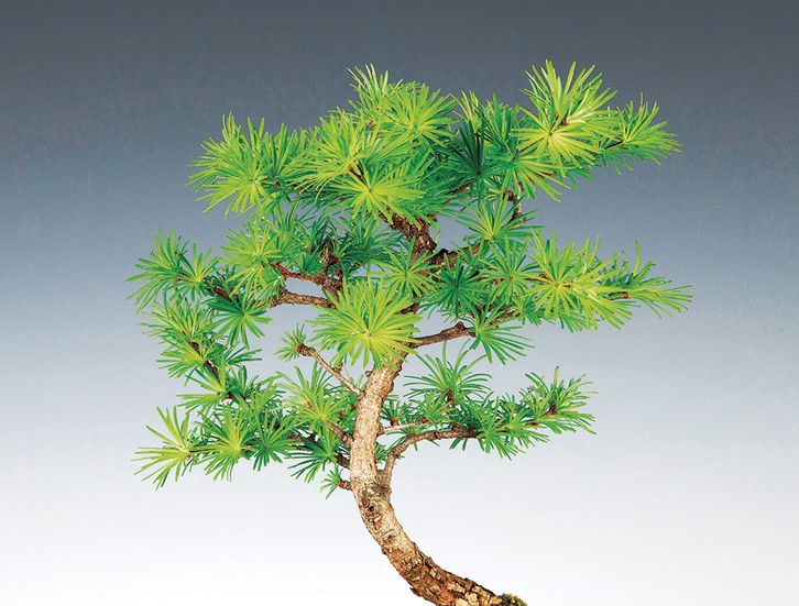 カラマツ　9cmﾎﾟｯﾄ