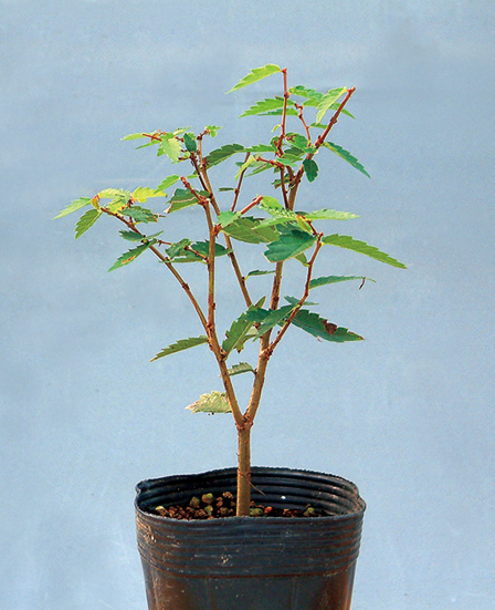 ケヤキ　7.5cmﾎﾟｯﾄ