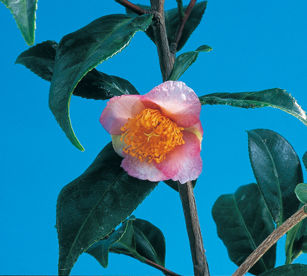 ツバキ「炉開き」