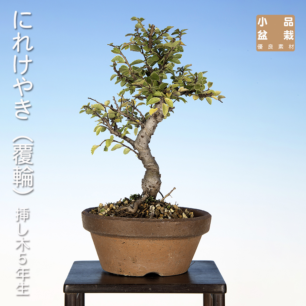 にれけやき（覆輪）