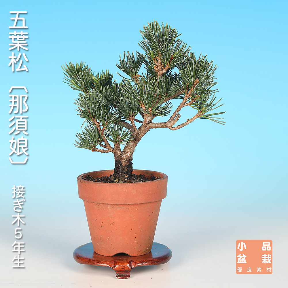 五葉松〔那須娘〕