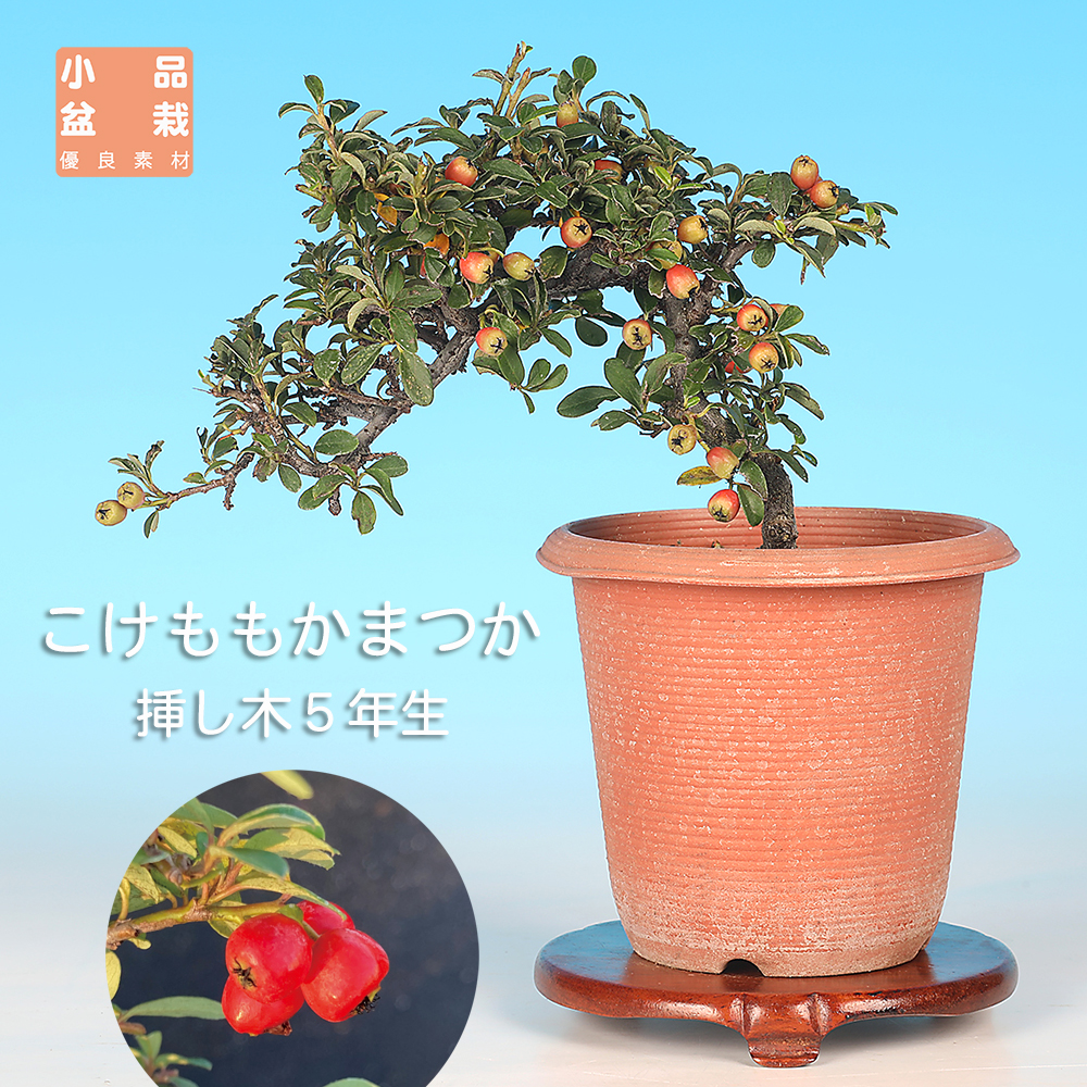 こけももかまつか