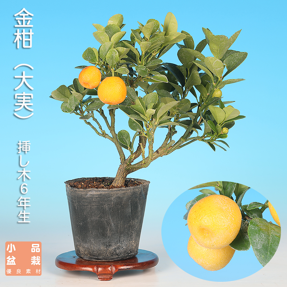 金柑（大実）