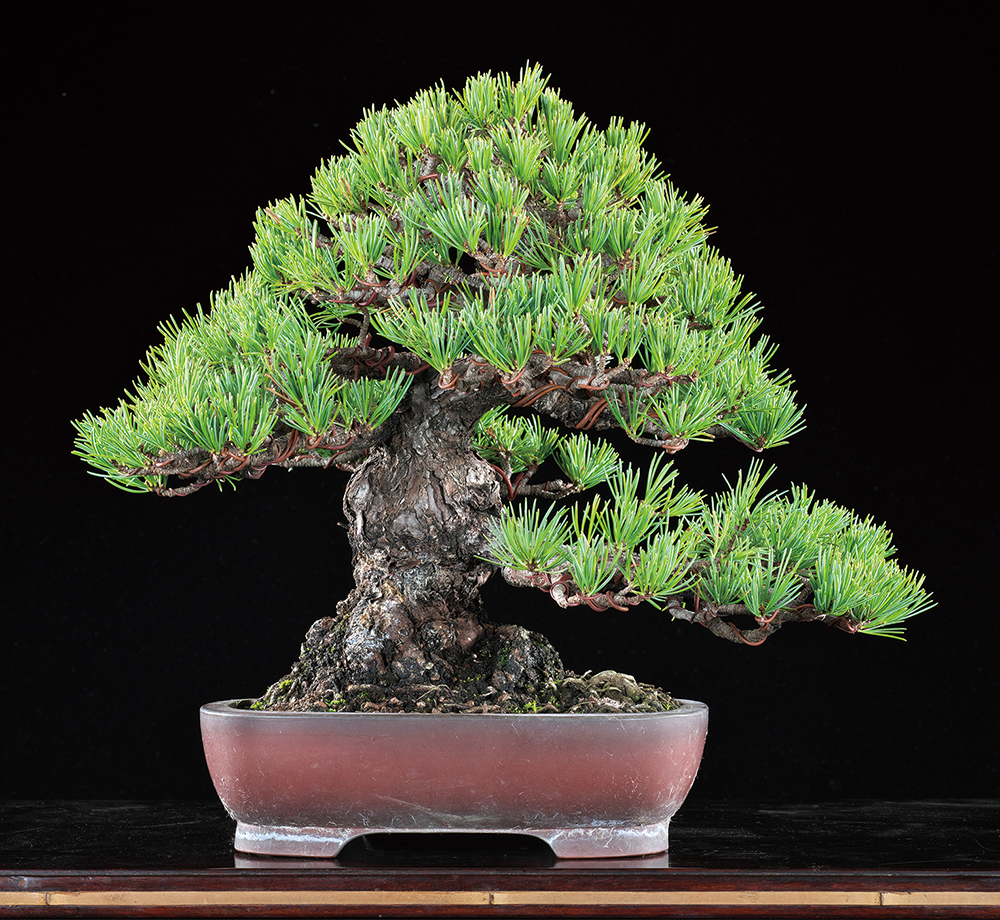 五葉松〔桃山〕