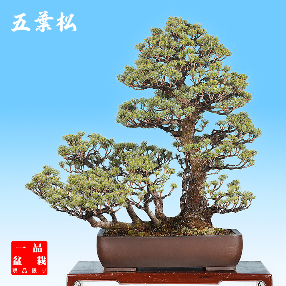 五葉松