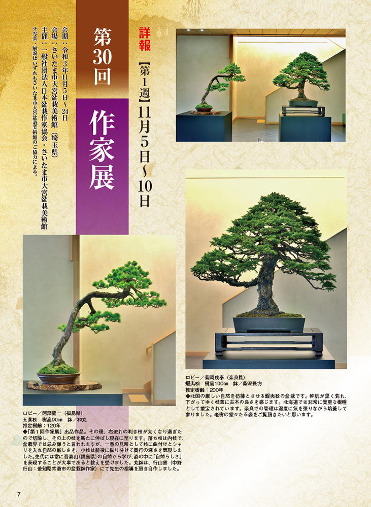 【希少】　杉　盆栽　樹齢52年