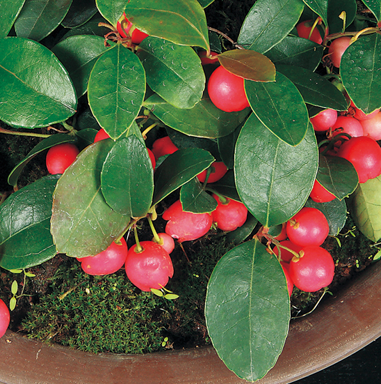 大実ゴールテリア