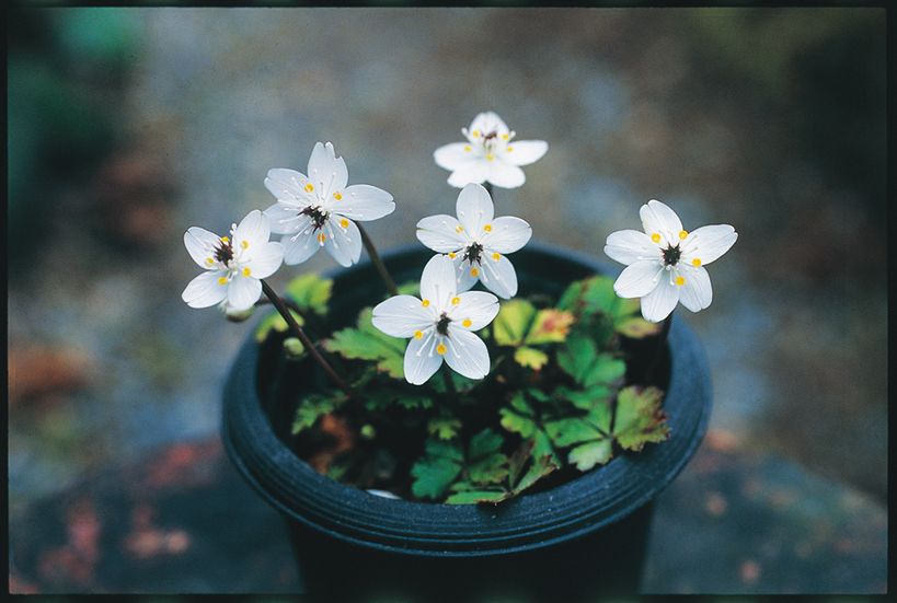 バイカオウレン