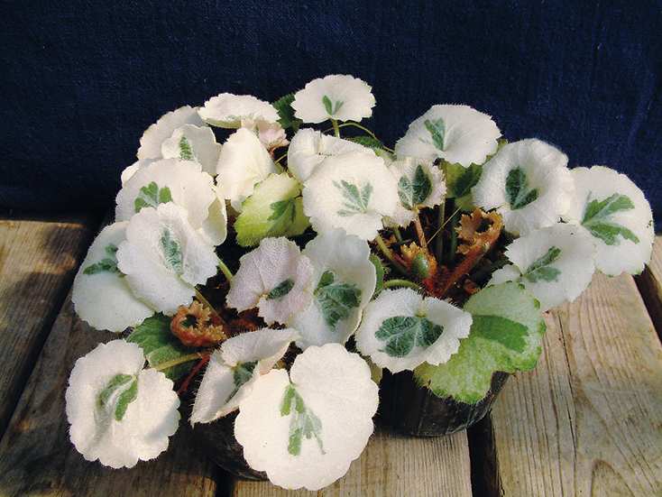 斑入ユキノシタ「七変化」