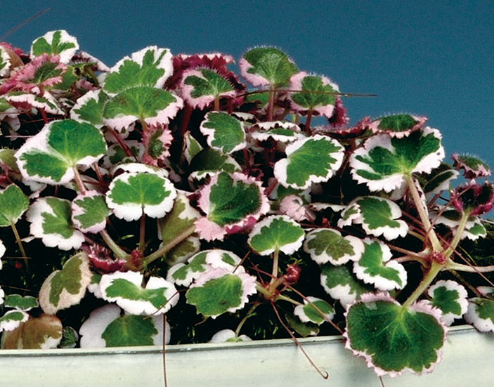 斑入ユキノシタ「御所車」