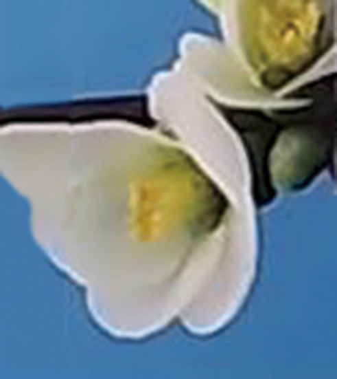 ボケ「白牡丹」