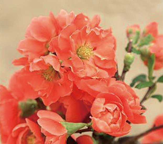 ボケ「長寿楽」