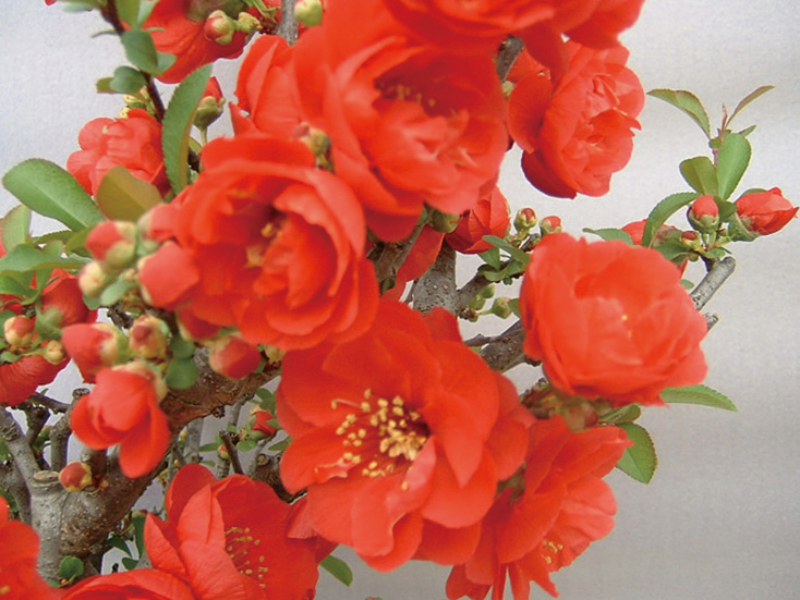 ボケ「長寿冠」