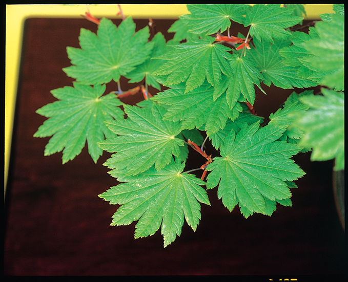 ハウチワカエデ