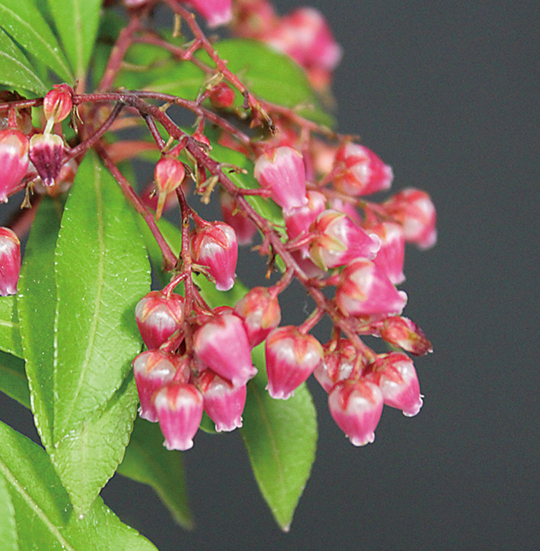 濃紅アセビ「バレーバレンタイン」