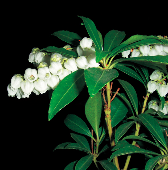 ヤクシマアセビ