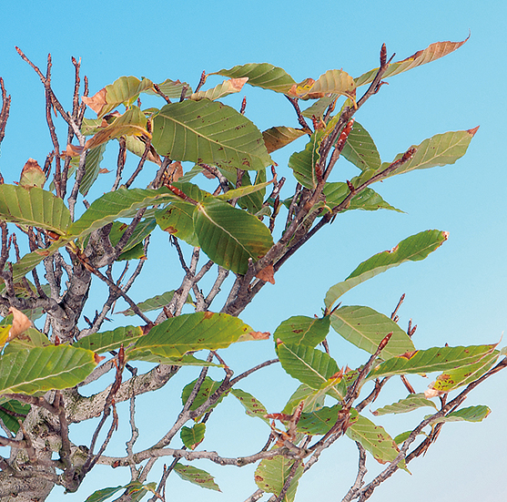 フジブナ（実生２年）
