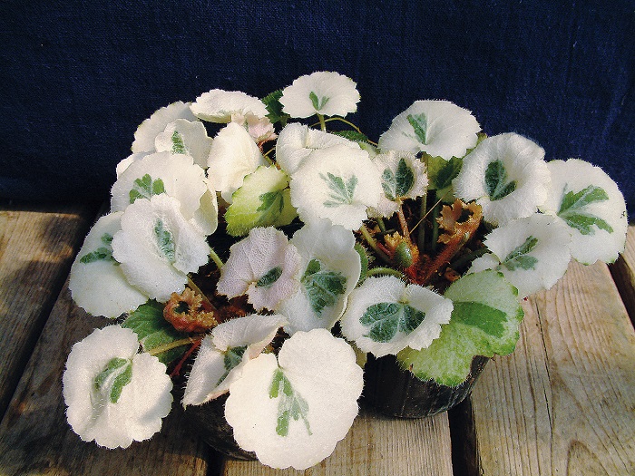 斑入ユキノシタ七変化　7.5cmﾎﾟｯﾄ