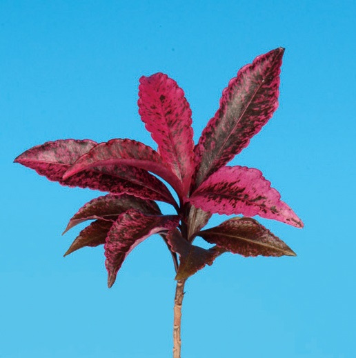マンリョウ紅孔雀　10.5cmﾎﾟｯﾄ