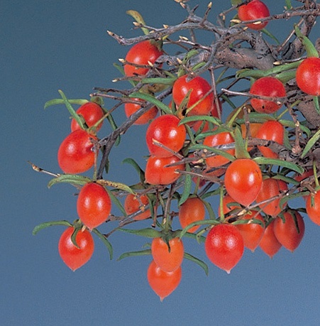 ロウヤガキ都紅　9cmﾎﾟｯﾄ