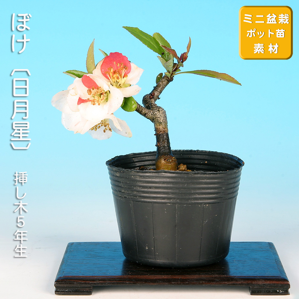 ぼけ〔日月星〕