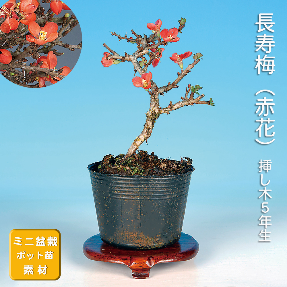 長寿梅　赤花 長寿梅（赤花） | 盆栽、盆栽書籍、盆栽鉢の通販│近代出版