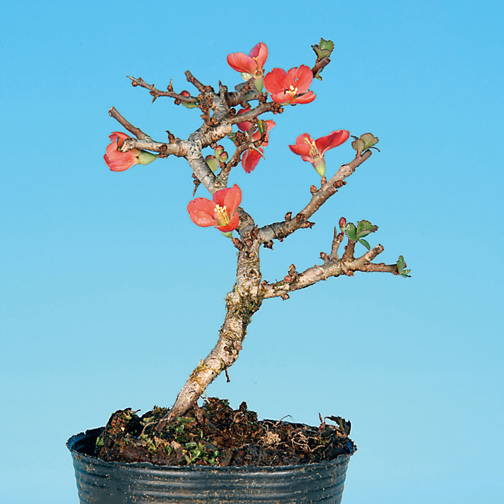 長寿梅　盆栽 長寿梅（赤花） | 盆栽、盆栽書籍、盆栽鉢の通販│近代出版
