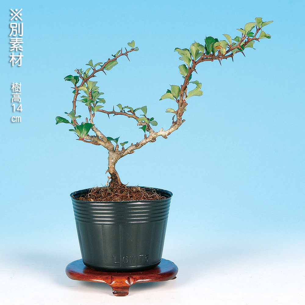 長寿梅（赤花） | 盆栽、盆栽書籍、盆栽鉢の通販│近代出版