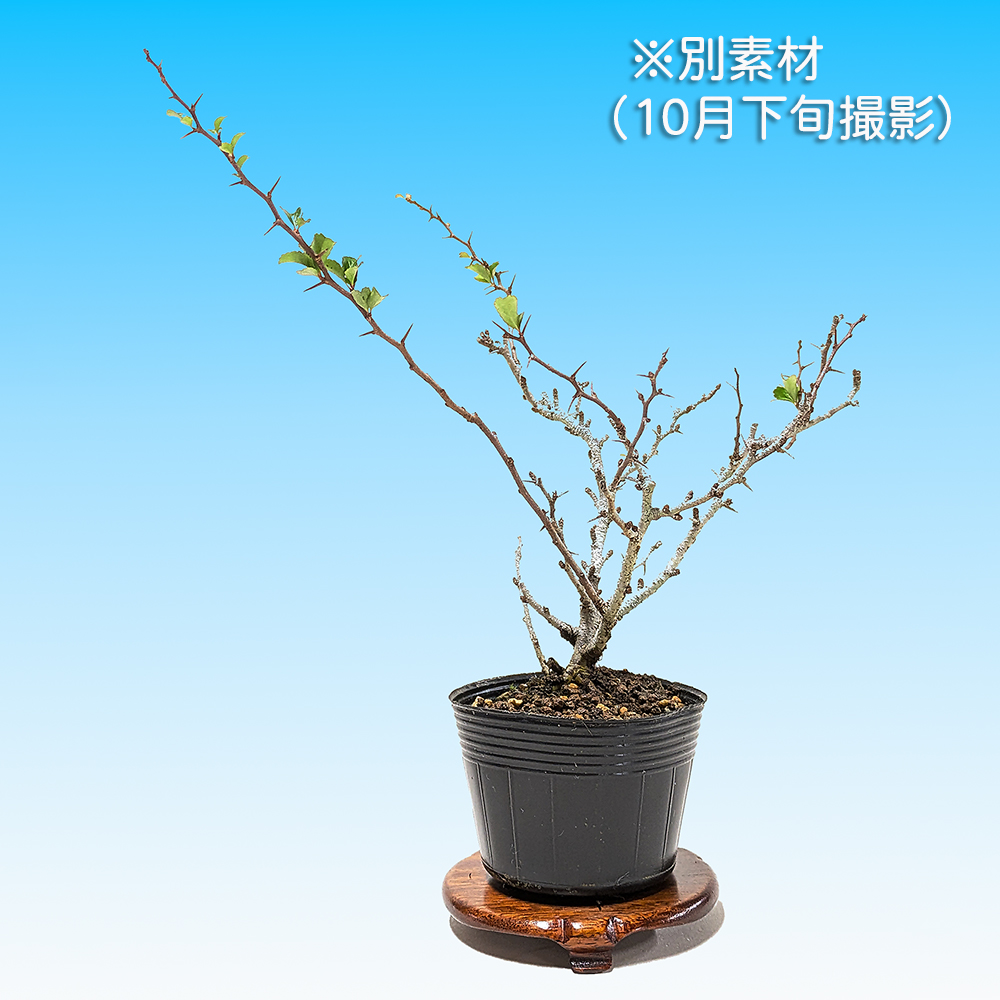 長寿梅（赤花） | 盆栽、盆栽書籍、盆栽鉢の通販│近代出版