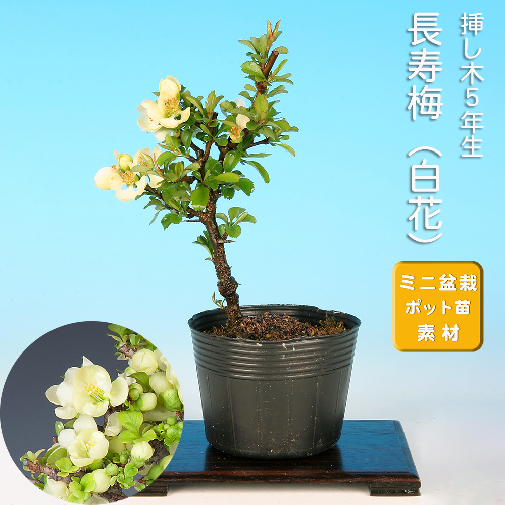 長寿梅（白花）