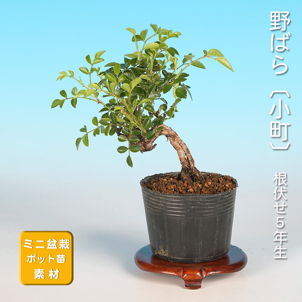 野ばら〔小町〕