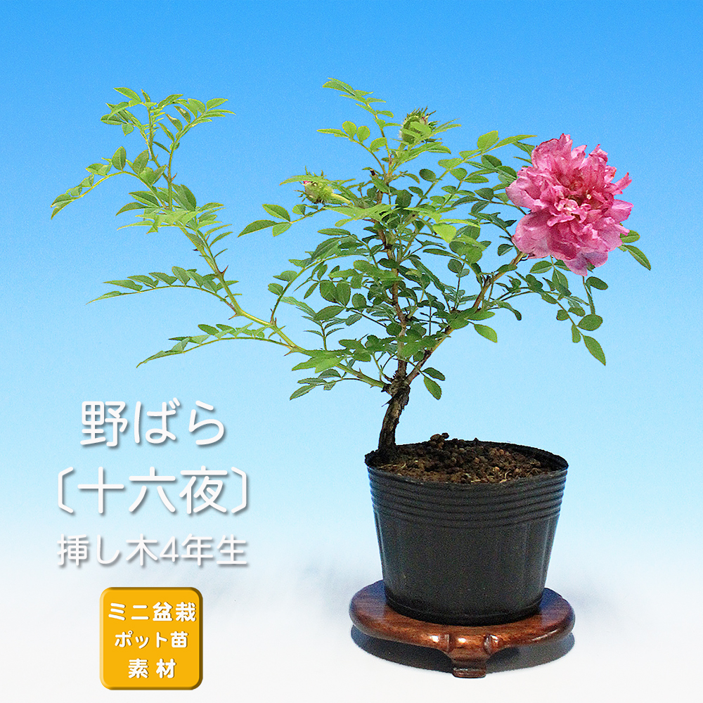 野ばら 〔十六夜〕