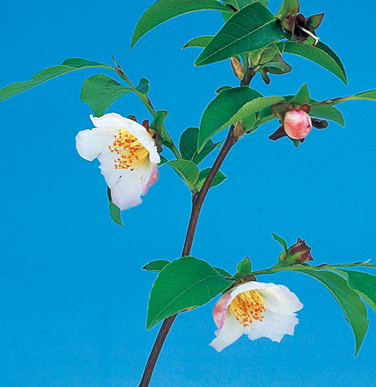 ナツツバキ「夜明け前」