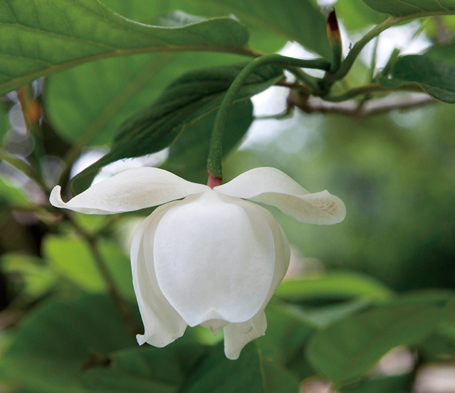 オオヤマレンゲ