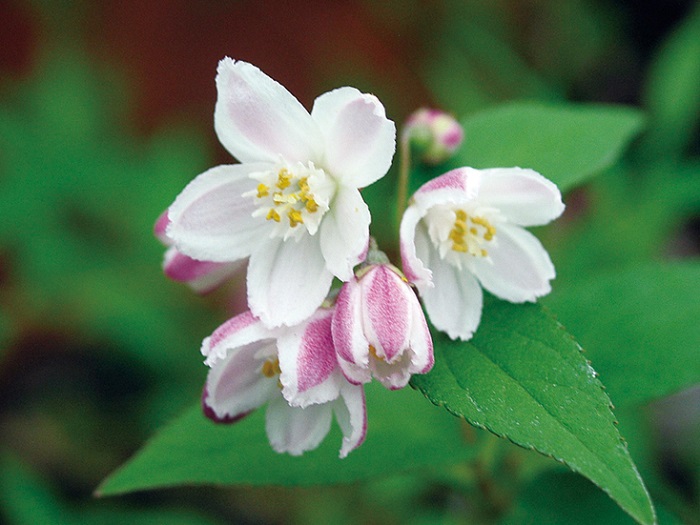 一重咲サラサウツギ