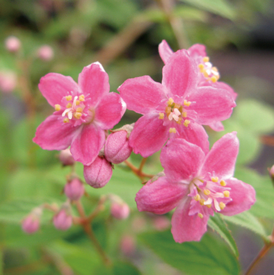 紅花ヒメウツギ「ロゼアリンド」