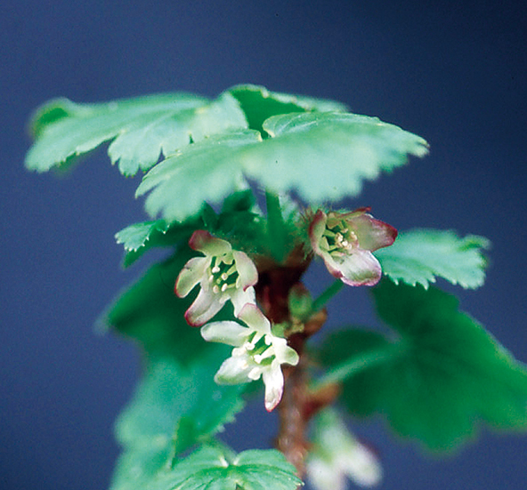 ヤシャビシャク