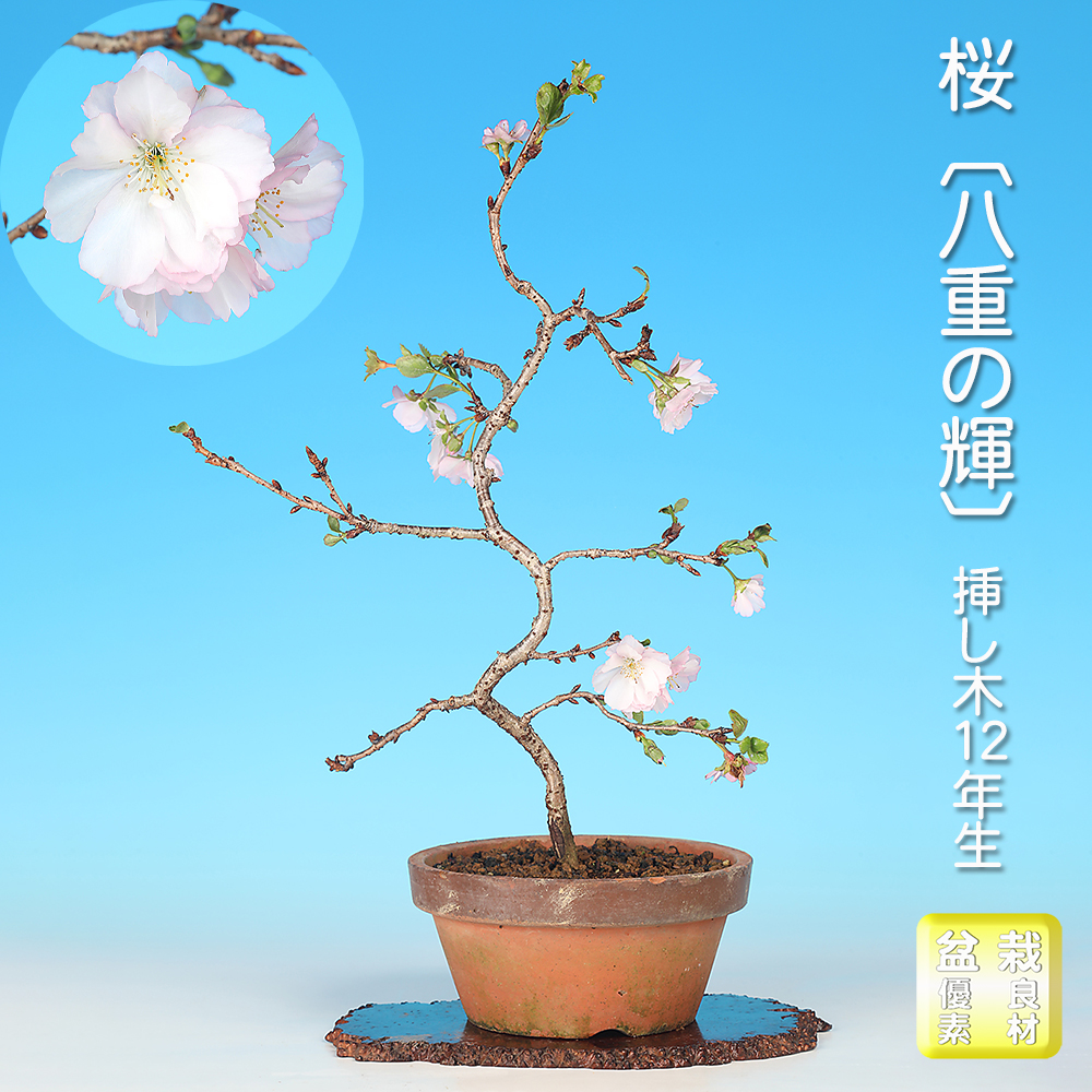 桜〔八重の輝〕