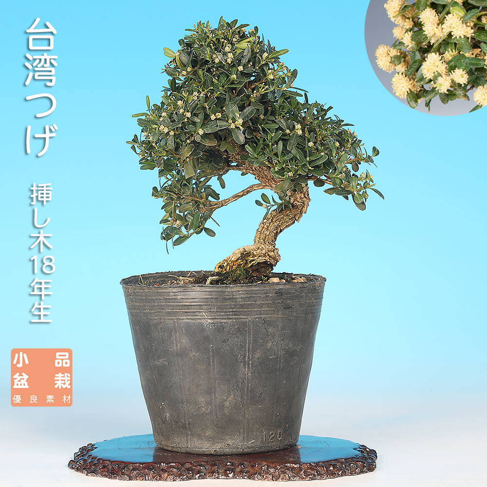 本　盆栽鉢　植木鉢　図鑑 楽天市場】書籍 本 盆栽専門誌「盆器大図鑑 中巻」盆栽鉢 図鑑 写真集