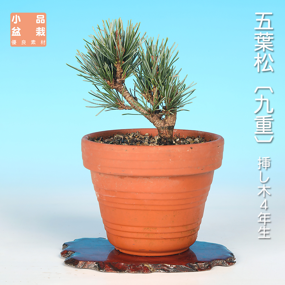 五葉松〔九重〕 | 盆栽、盆栽書籍、盆栽鉢の通販│近代出版