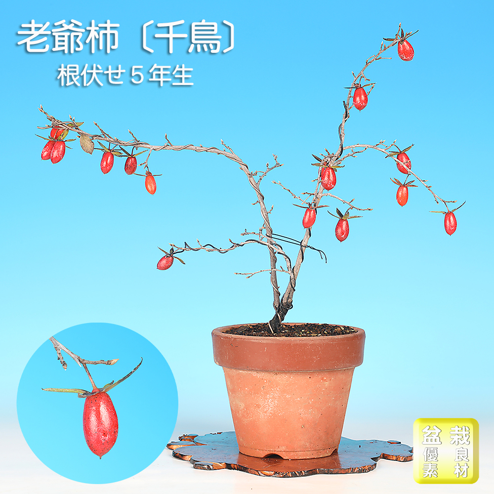 老爺柿〔千鳥〕
