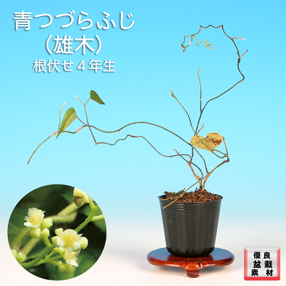 青つづらふじ（雄木）