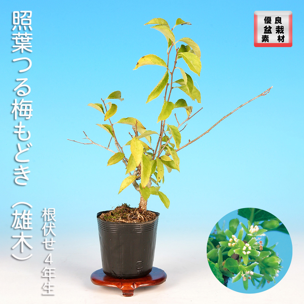 照葉つる梅もどき（雄木）